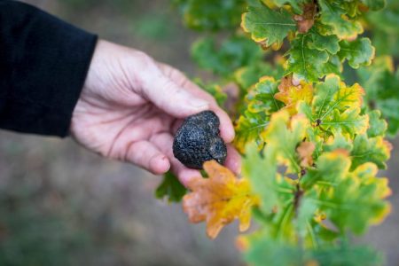 Discover truffles from the farm to the fork