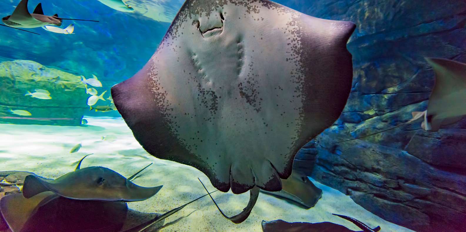 Ripley’s Aquarium: Sharks After Dark Entry (After 5PM)