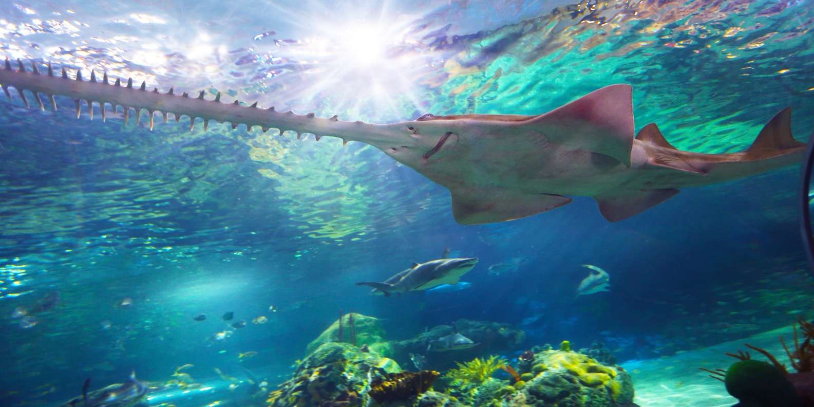 Ripley’s Aquarium: Sharks After Dark Entry (After 5PM)