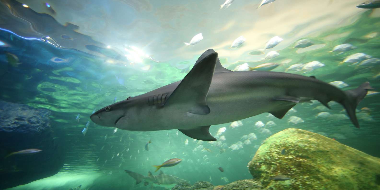 Ripley’s Aquarium: Sharks After Dark Entry (After 5PM)