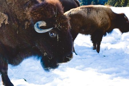 Montreal: Private Day Tour to Parc Omega & Montebello Lodge