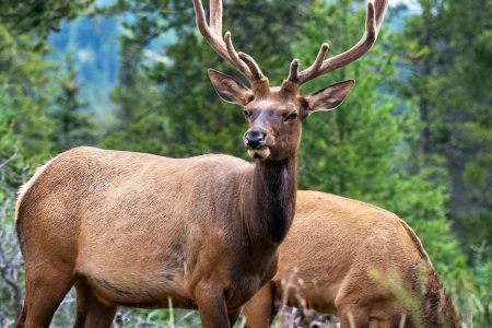 Jasper National Park: Evening or Morning Wildlife Watch Tour