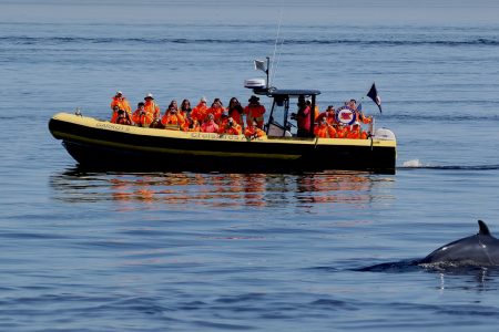 Tadoussac/Charlevoix: Whale Watching Zodiac Tour