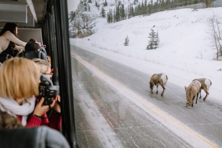 Jasper: Winter Wildlife Bus Tour in Jasper National Park