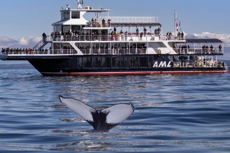 From Quebec City: Whale Watching Excursion Full-Day Trip