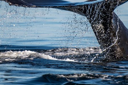 Tadoussac/Charlevoix: 3-Hour Whale Watching Boat Tour