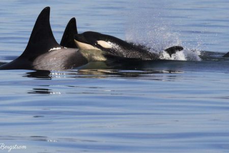 Victoria: 3-Hour Whale Watching Tour
