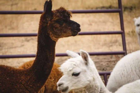 Kirk’s Alpaca Farm Visit